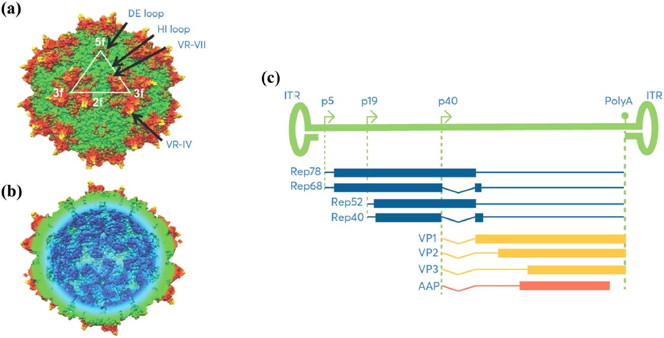 Fig.1 The structure of adeno-associated virus genomic.