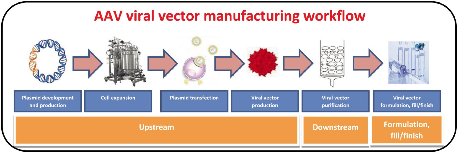 Fig.3 Our adeno-associated virus vector production process.