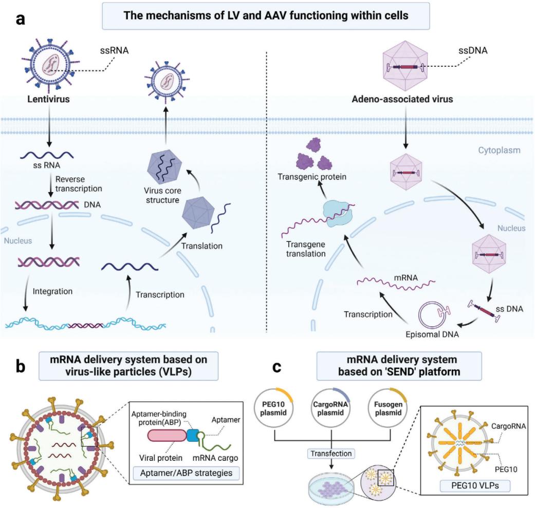 Fig.4 Adeno-associated virus-derived mRNA delivery system for gene therapy.