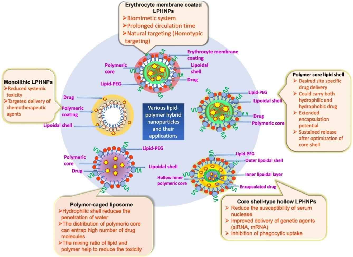 Fig.2 Lipid-polymer hybrid nanoparticles and their application in drug delivery.