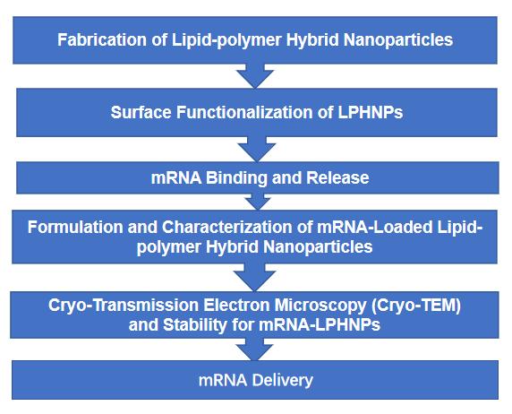 Fig.5 Workflow of lipid-polymer hybrid nanoparticle-based mRNA delivery system.