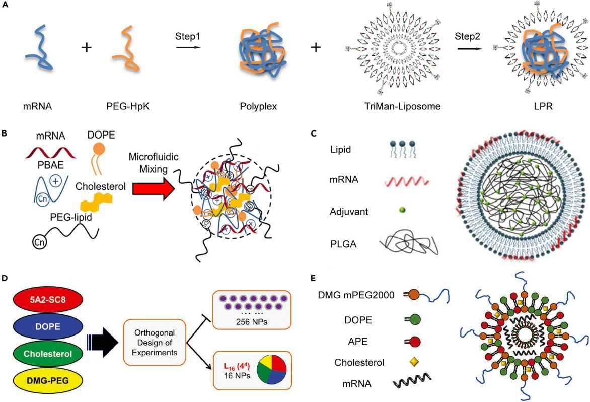 Fig.6 Schematic representation of polymer-lipid hybrid systems in mRNA delivery.