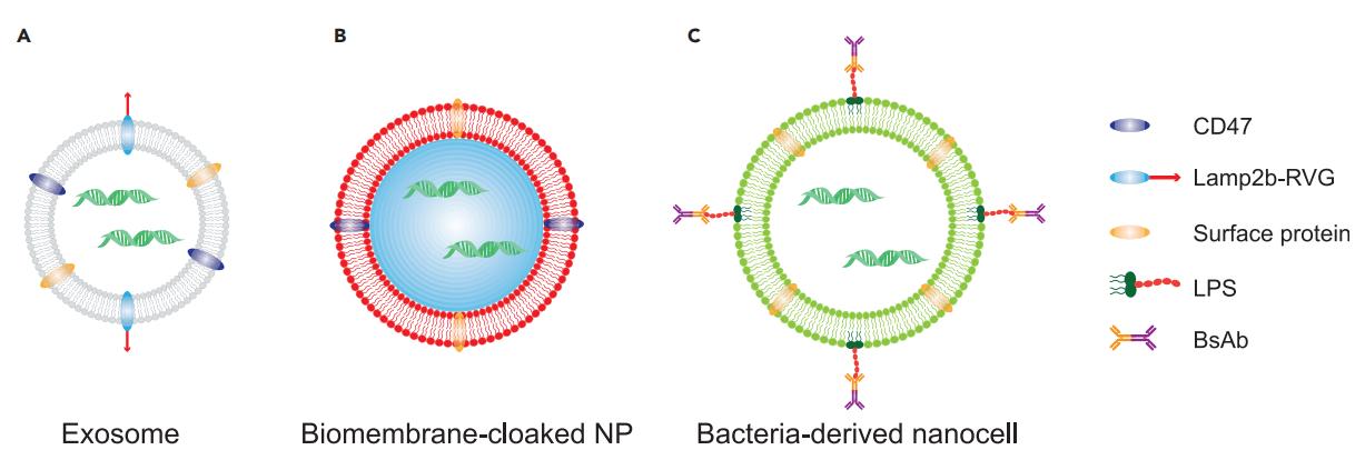 Fig.1 Biomembrane-based materials for mRNA delivery.