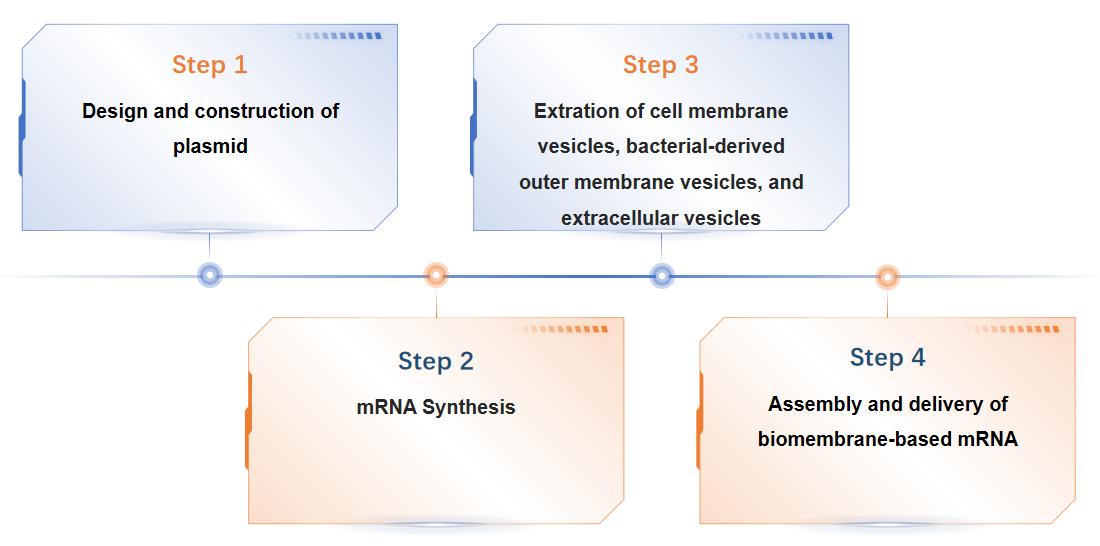 Fig.3 Our process of biomembrane-based RNA delivery system.