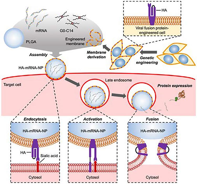 Fig.4 Engineered cell membrane-coated nanoparticles for the cytosolic delivery of mRNA.
