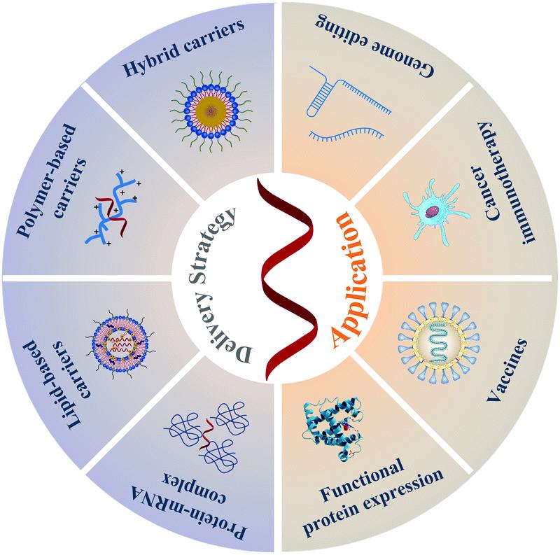 Fig.2 mRNA delivery strategies for biologics.