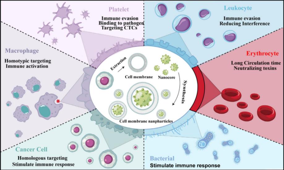 Fig.1 Types of Cell membrane-based biomimetic technology.