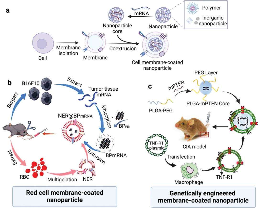 Fig.4 mRNA delivery systems based on cell membrane nanocarriers.