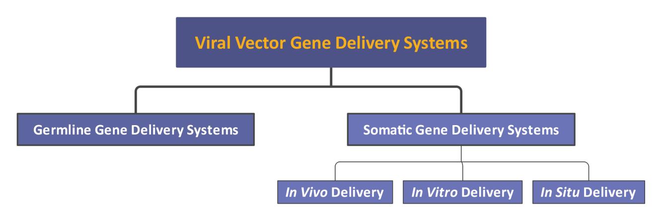 Fig.2 Overview of viral vector gene delivery systems, highlighting their use in in vivo, in vitro, and in situ applications.