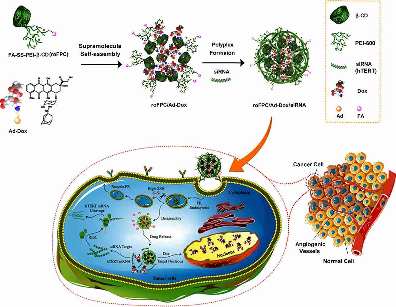 Fig.3 Stimulus-responsive drug/gene delivery system based on polyethylenimine cyclodextrin nanoparticles for cancer therapy.