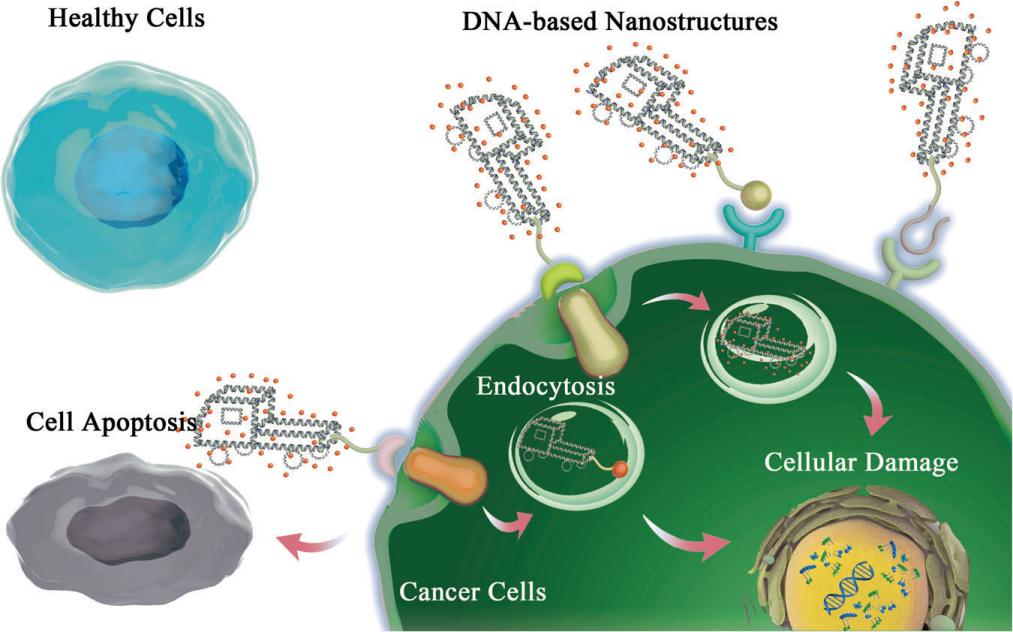 Fig.3 DNA-based nanostructures on cancer therapy.