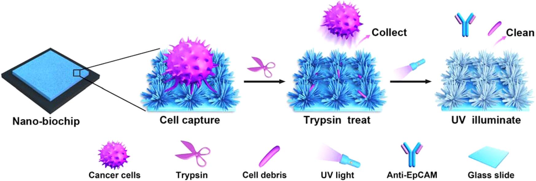 Fig.4 Nano-biochips of cancer detection.