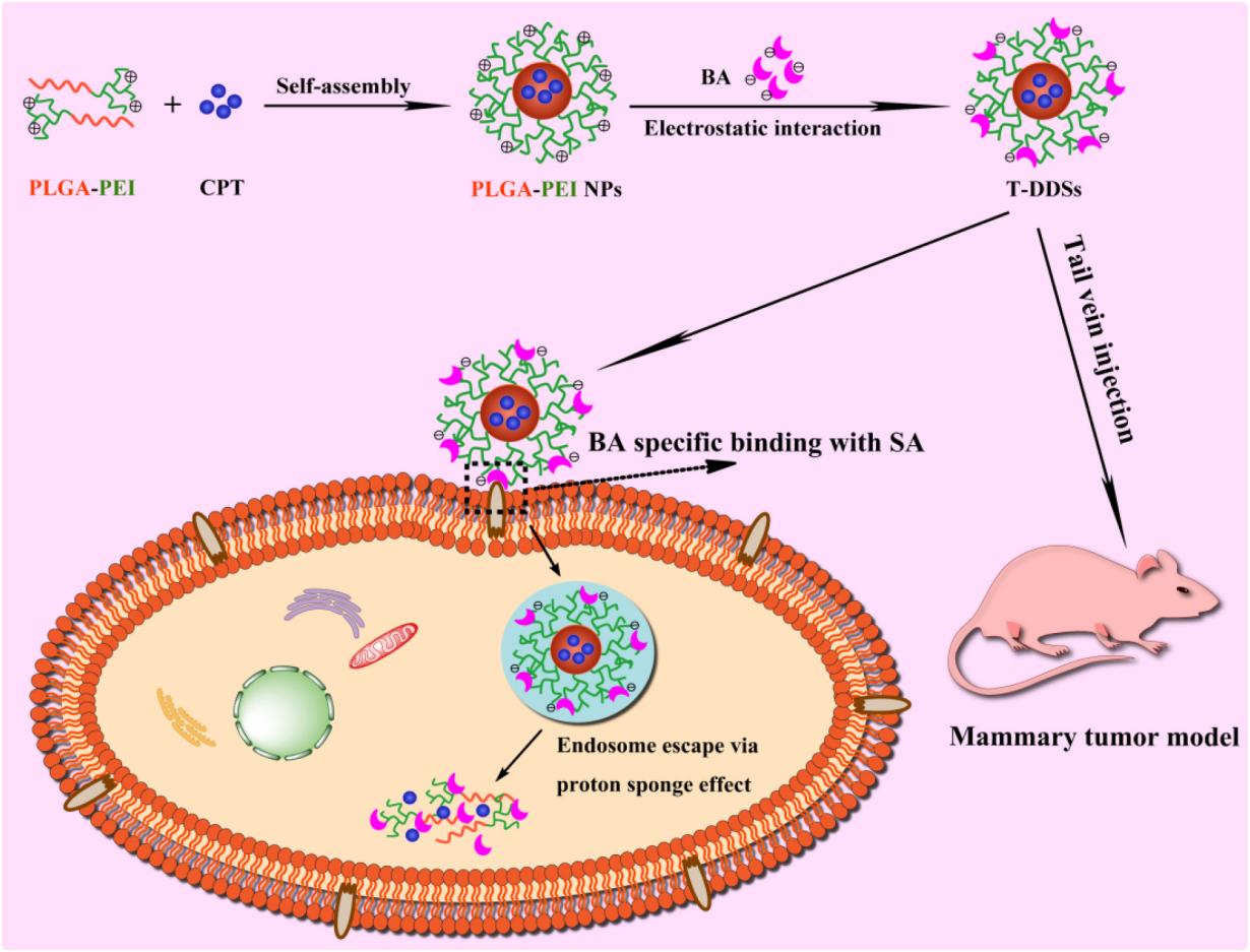 Fig.2 5-boronopicolinic acid modified tumor-targeting drug delivery systems.
