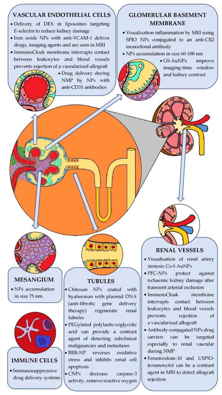 Fig.3 Targeting nanoparticles in kidney diseases.