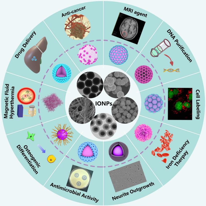 Fig.1 Applications of iron oxide nanoparticles in therapeutic research.