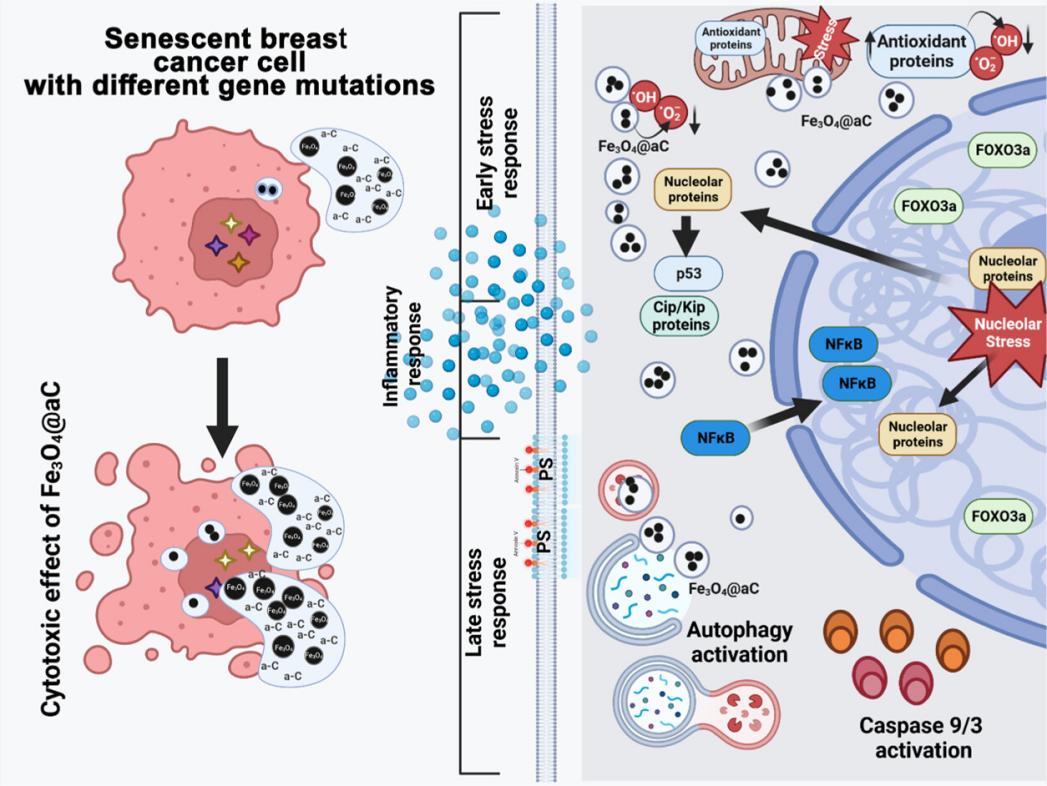 Fig.3 Carbon-coated iron oxide nanoparticles in senescent breast cancer.