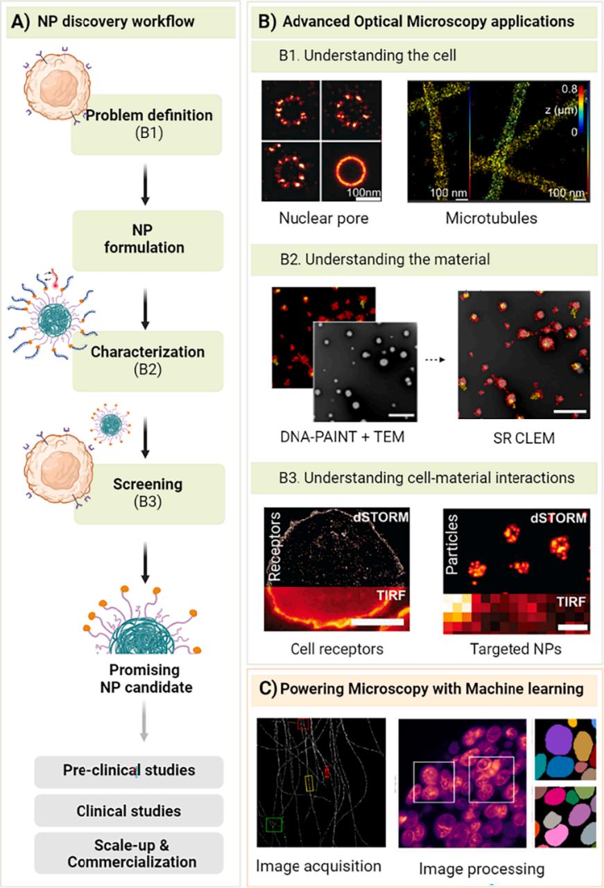 Fig.4 Optical imaging studies for the nanomedicine design.