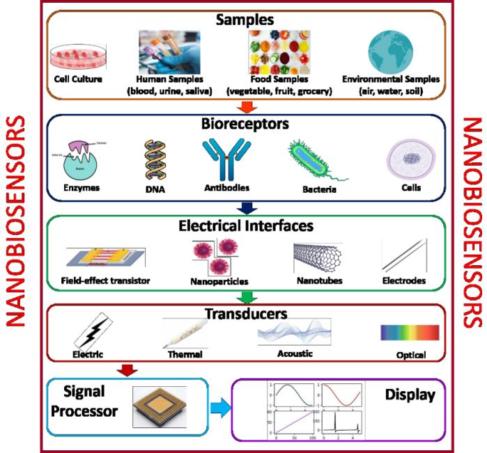 Fig.1 The structure of nanobiosensors.