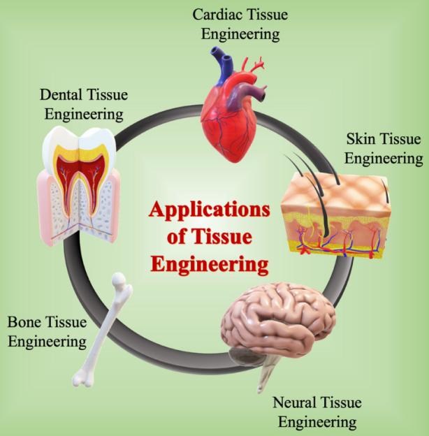 Fig.2 Applications of nanomaterials in tissue engineering.
