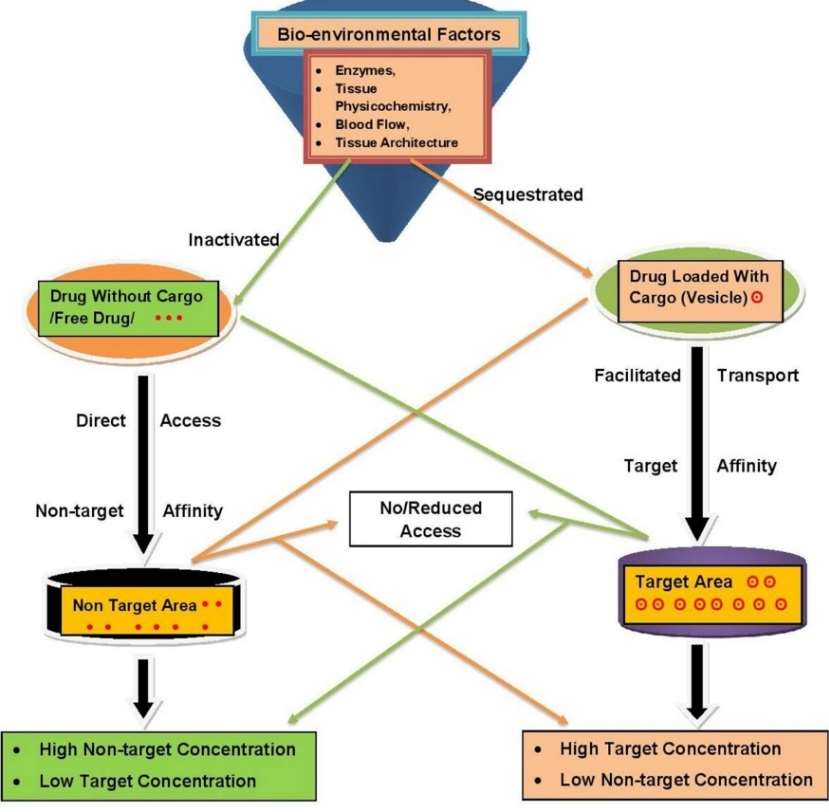 Fig. 1. Principles of drug targeting.