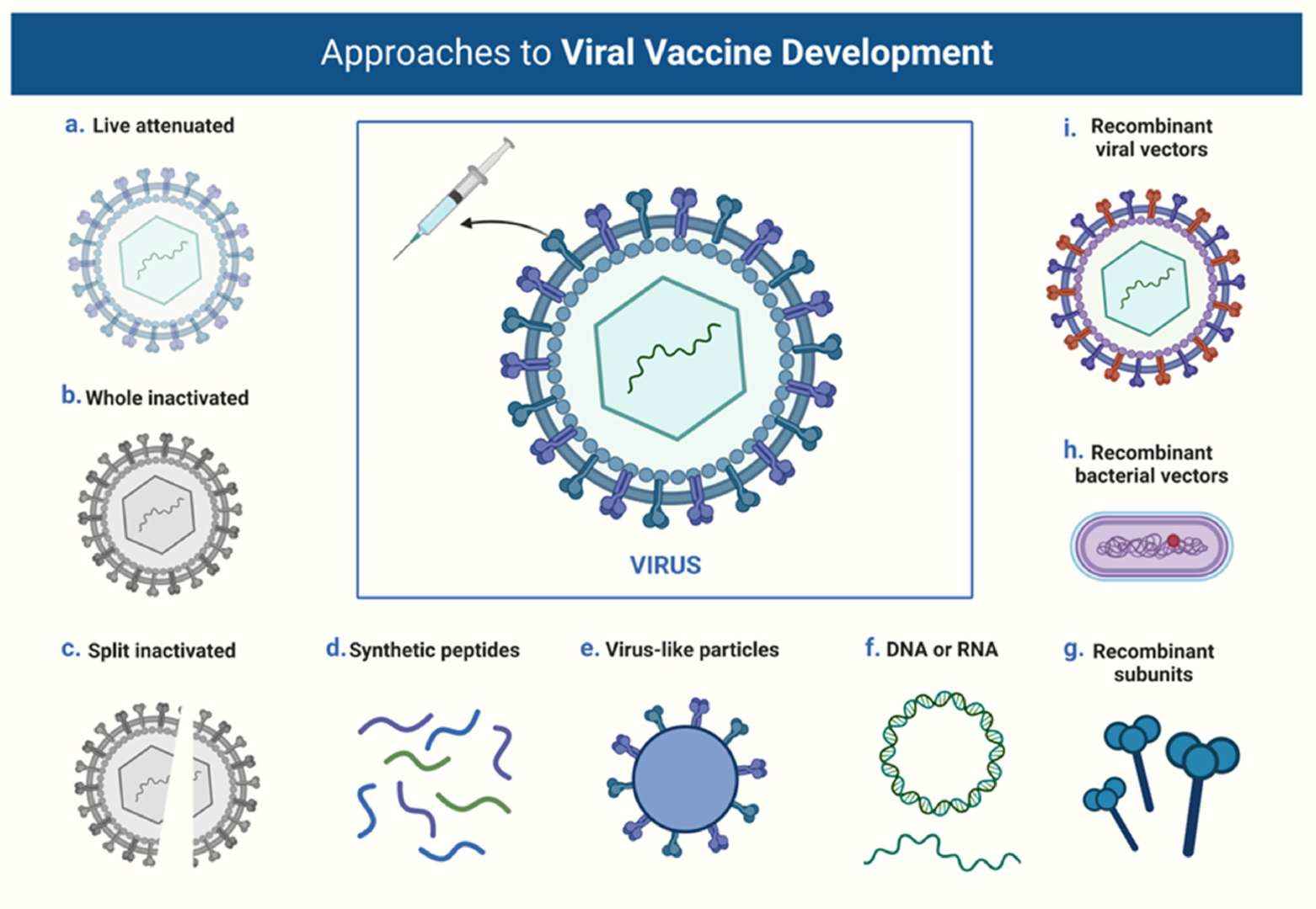 Fig.3 Various strategies for developing COVID-19 vaccines.