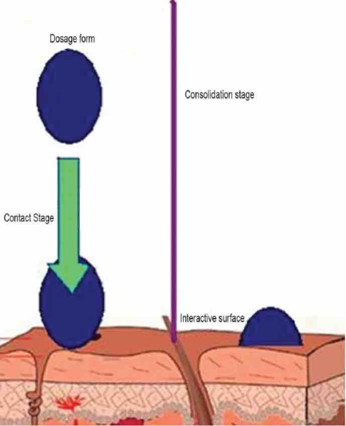 Fig.2 The mechanism of mucoadhesive sustained-release film.