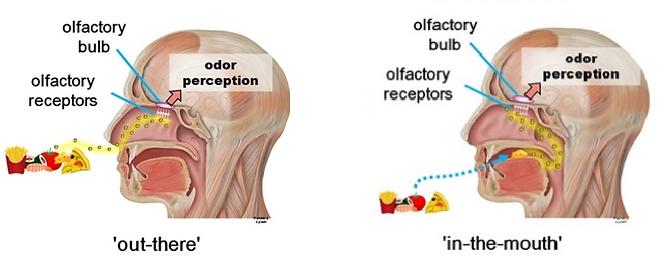 Fig.1 Orthonasal and Retronasal Odorant Identification.