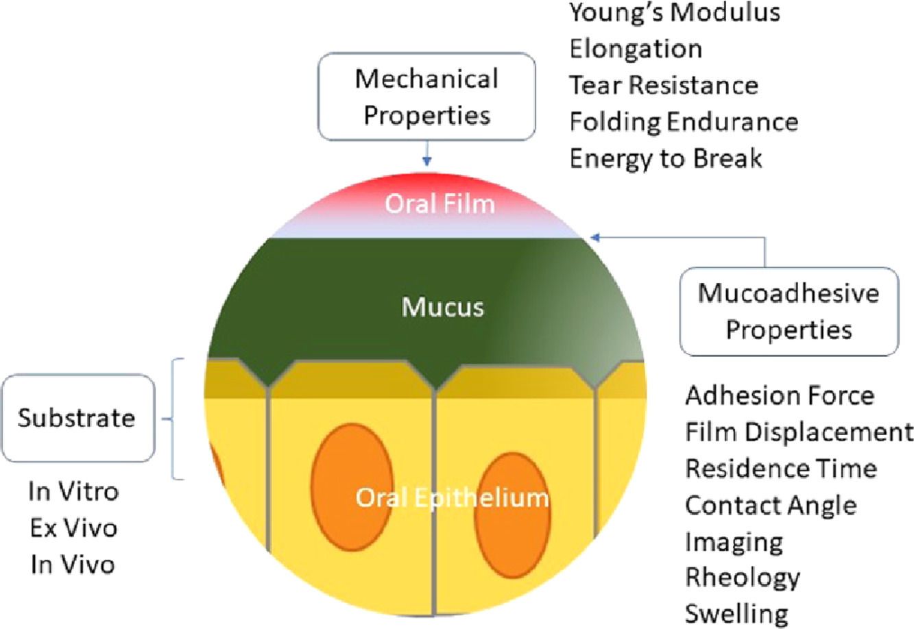 Fig.1 Analysis of oral films.