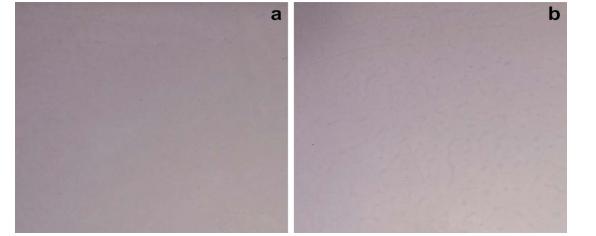 Fig.4 PVP thin film (a) and PVP-GLB thin film (b) created via solvent casting.