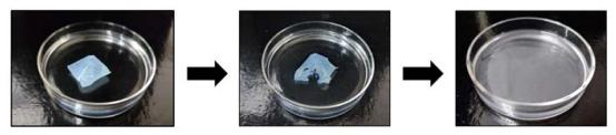 Fig.3 Glimepiride solid dispersion in fast-dissolving buccal film and its disintegration.