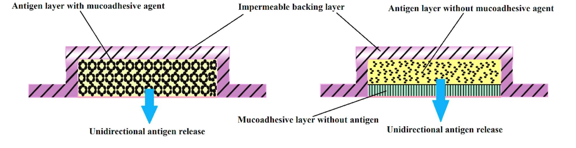 Fig.1: Unidirectional antigen release using custom-designed buccal films.