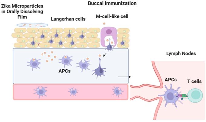Fig.2: Oral thin films loaded with Zika vaccine microparticles in buccal mucosa.