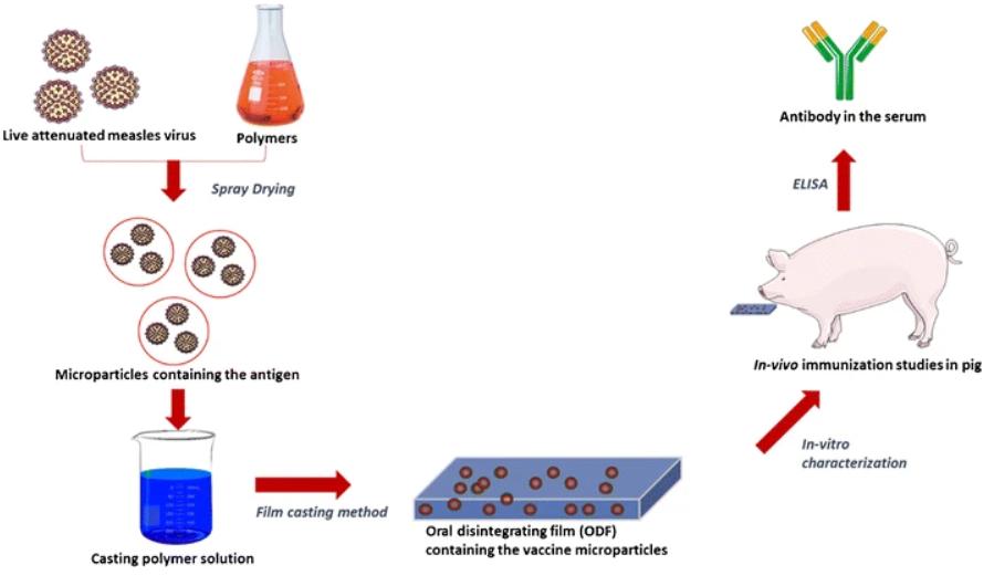 Fig.3: Preparation of orally disintegrating films loaded with vaccines.