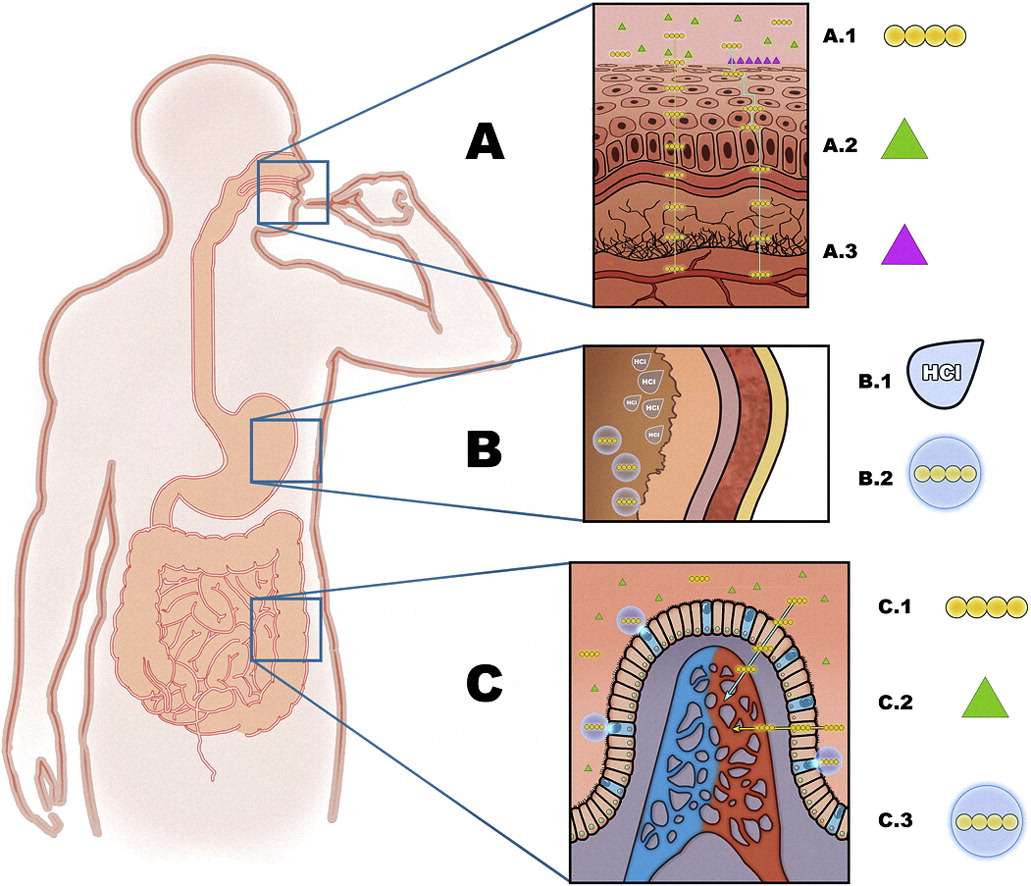 Fig.1 Oral Films for Protein/Peptide Delivery.