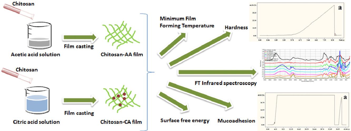 Fig.3 Chitosan/citrate films designed for oral macromolecule delivery.