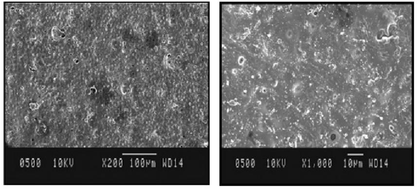 Fig.3 Scanning Electron Microscopy Image of Sublingual Film for Cardiovascular Disease Therapy.