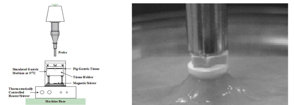 Fig.2 The assessment of mucoadhesion test methods.