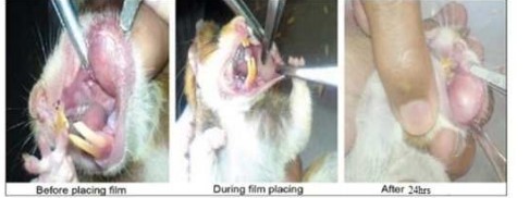 Fig.2 Effect of bilayer film (containing drug) in Rats.