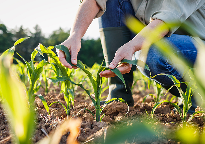 Agriculture