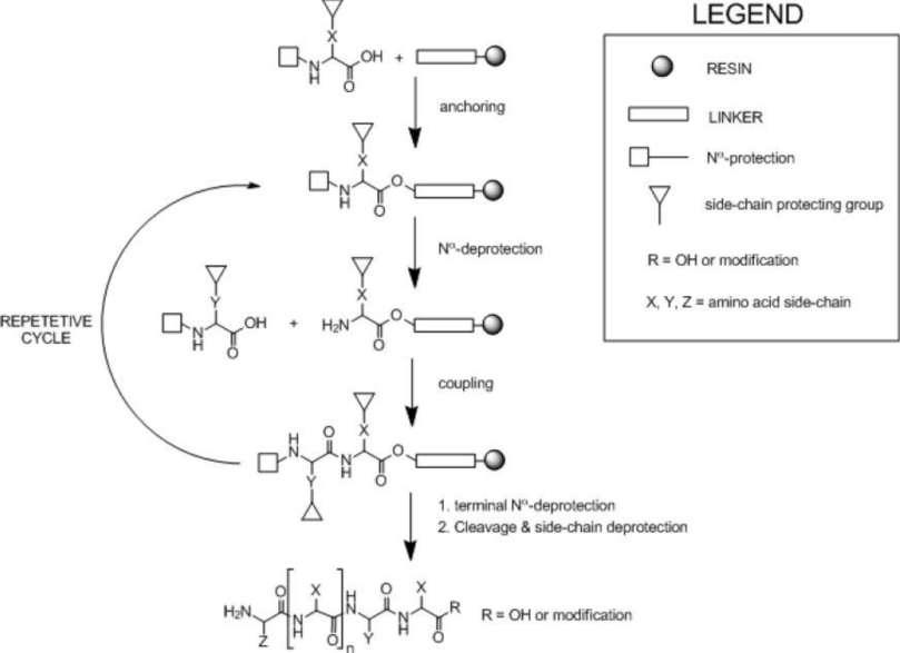 Fig. 1 Solid-phase peptide synthesis.