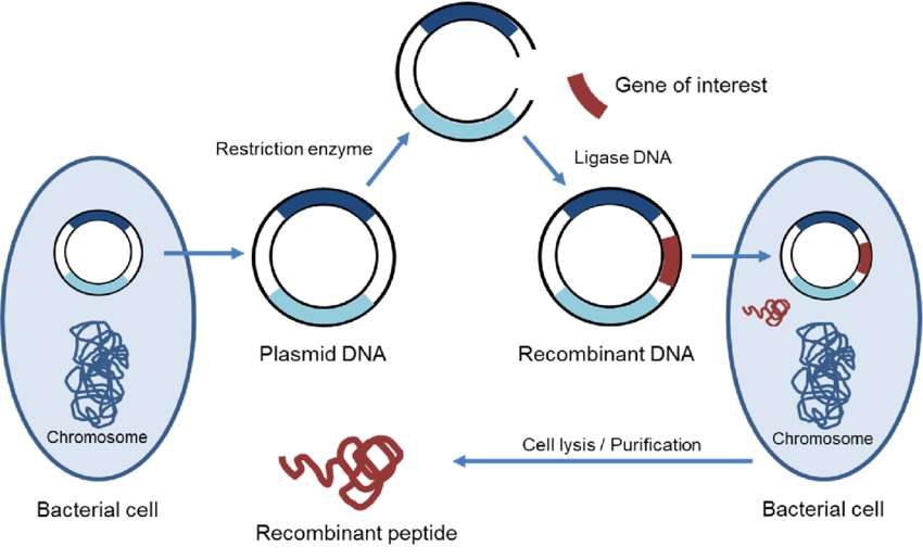 Fig. 1 Production of recombinant peptides.