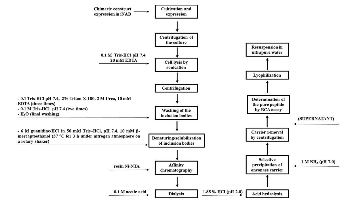 Fig. 2 The production and purification of recombinant peptides.