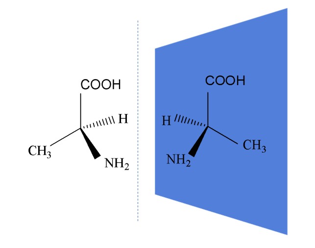 Fig. 1 L/D-Alanine.