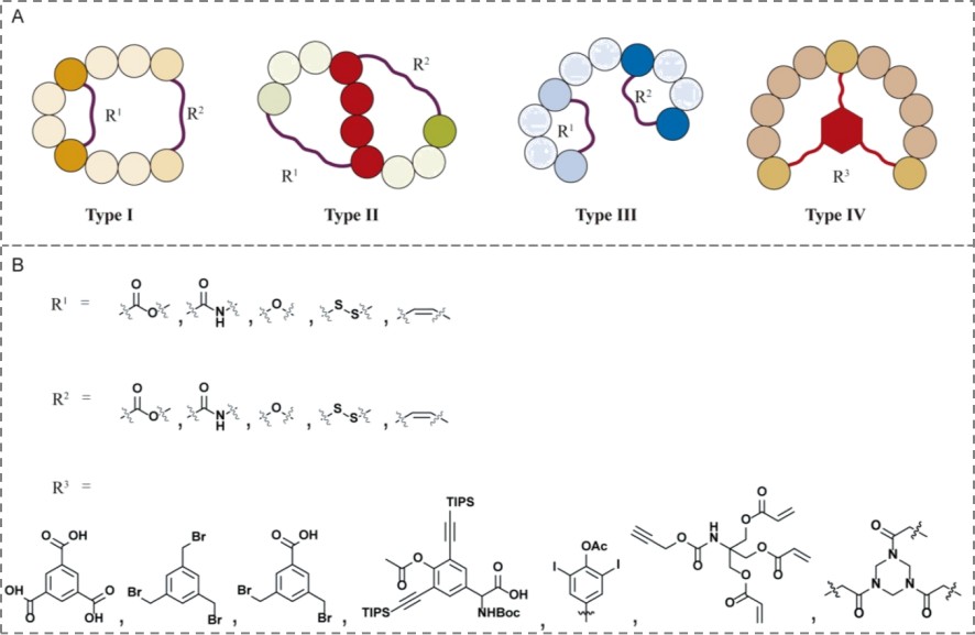 Fig. 1 Common types of bicyclic peptides.