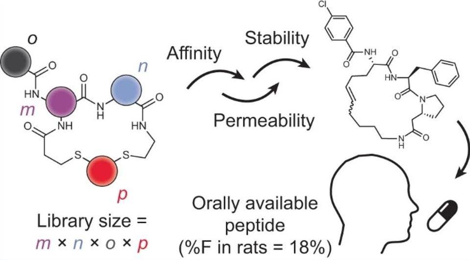 Fig. 2 Orally bioavailable small cyclic peptides.