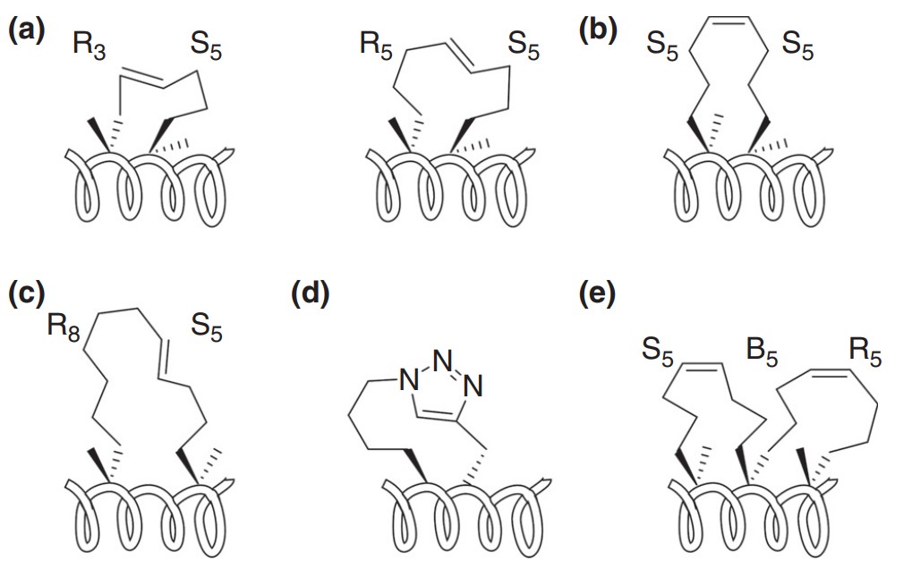 Fig. 1 Stapled peptide structure.