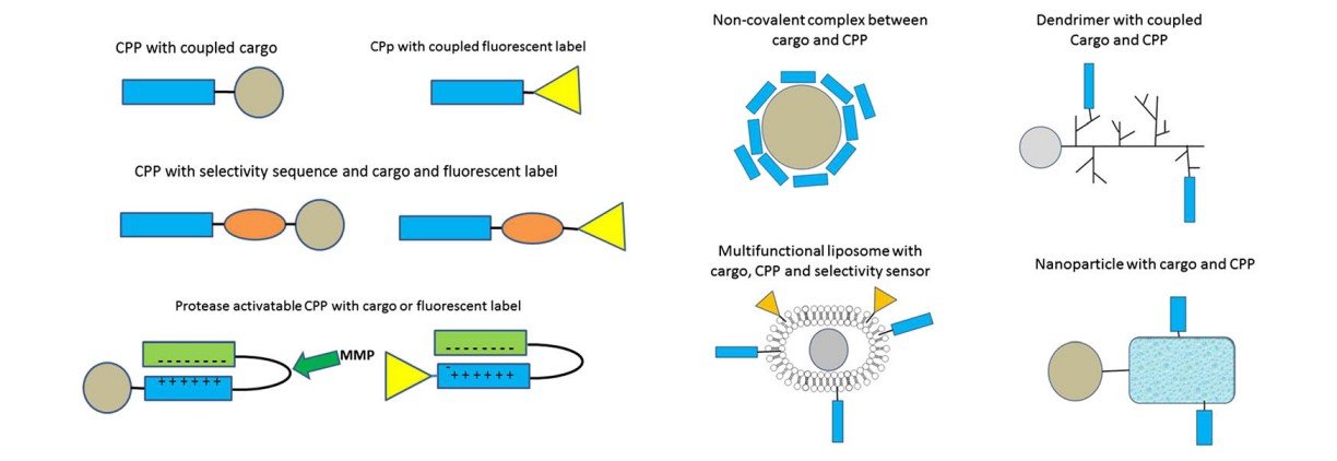 Fig. 1 Assembly of complex cell-penetrating peptide (CPP).