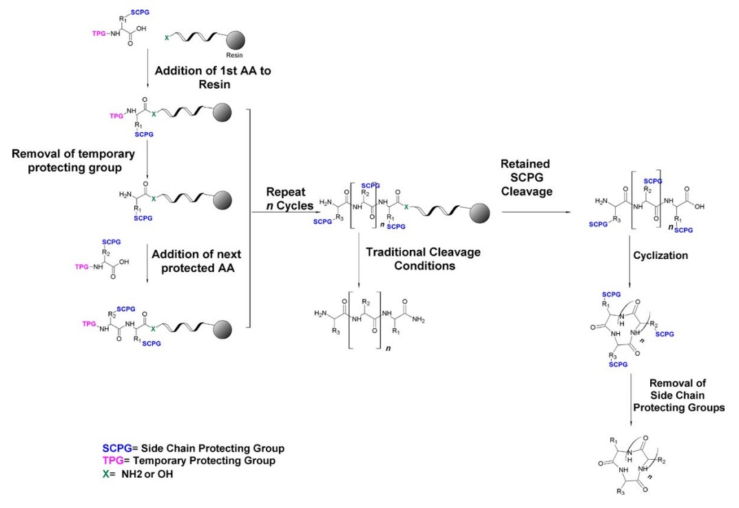 Fig. 1 Synthesis scheme for linear peptides.