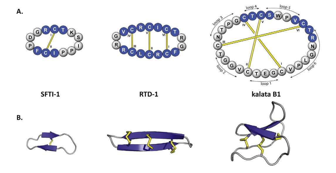 Fig. 1 Three disulfide-rich peptide families.