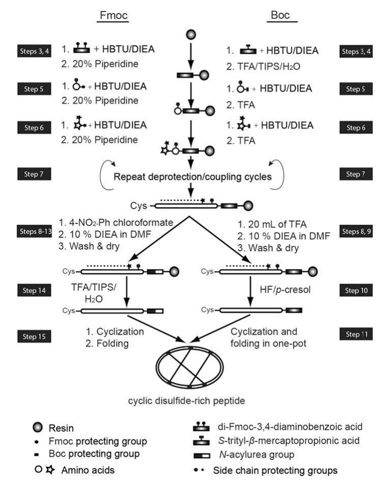 Fig. 2 Synthesis of cyclic disulfide-rich peptides.
